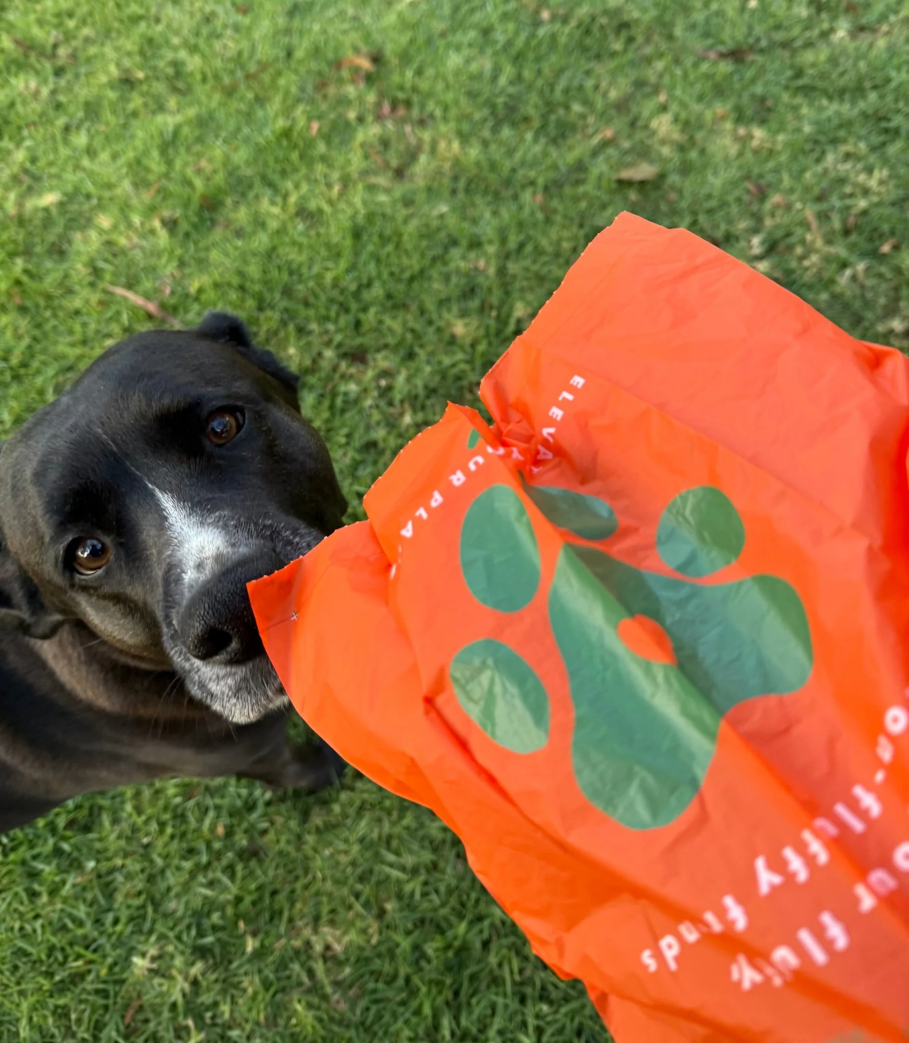 G.K.P. Biodegradable Pet Poopy Bag - Home Compostable! - Image 3