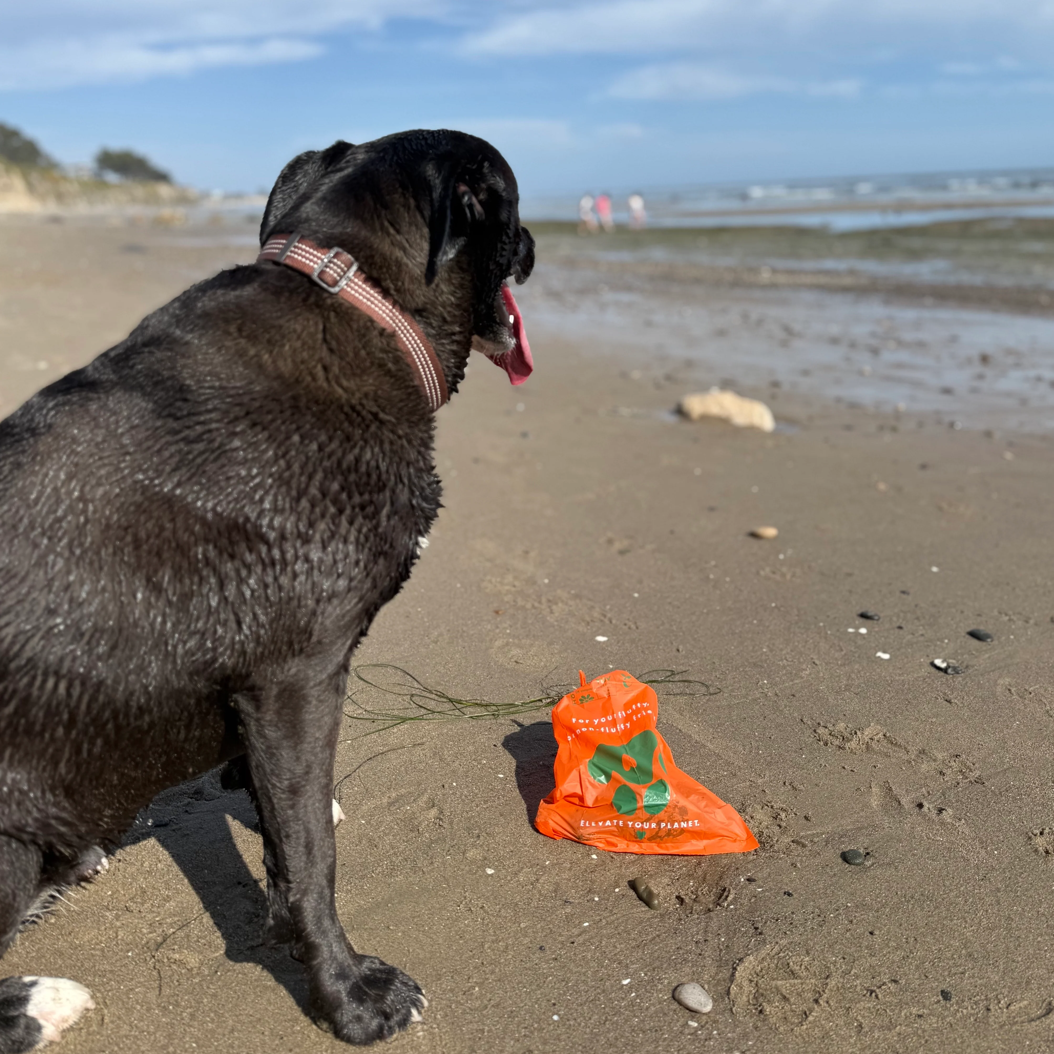 G.K.P. Biodegradable Pet Poopy Bag - Home Compostable! - Image 4