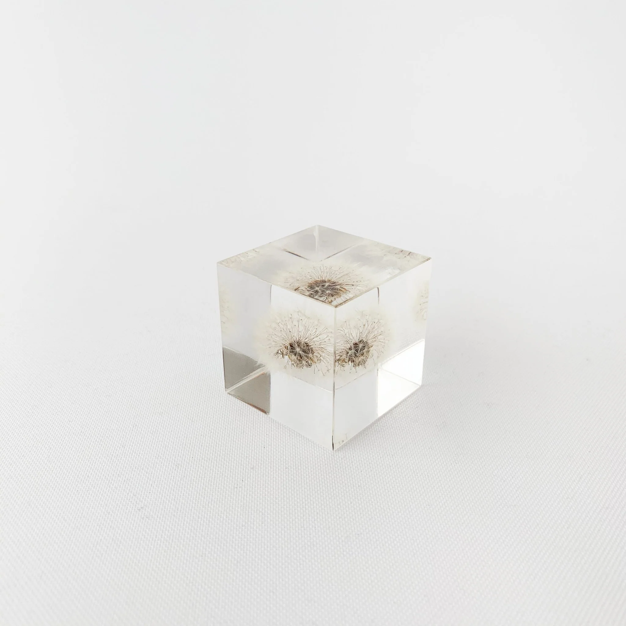 Sola Cubes - Seeds & Plants - Image 10