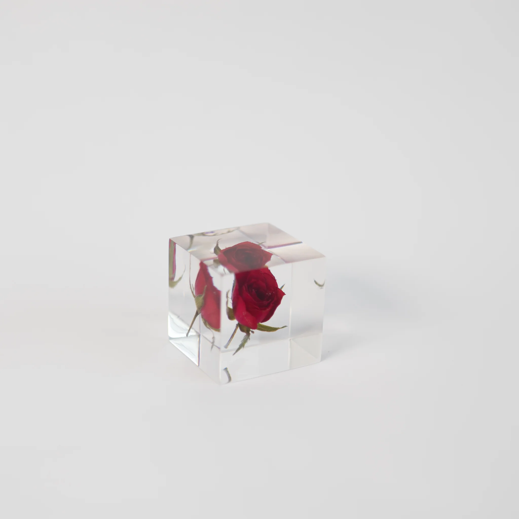 Sola Cubes - Seeds & Plants - Image 11