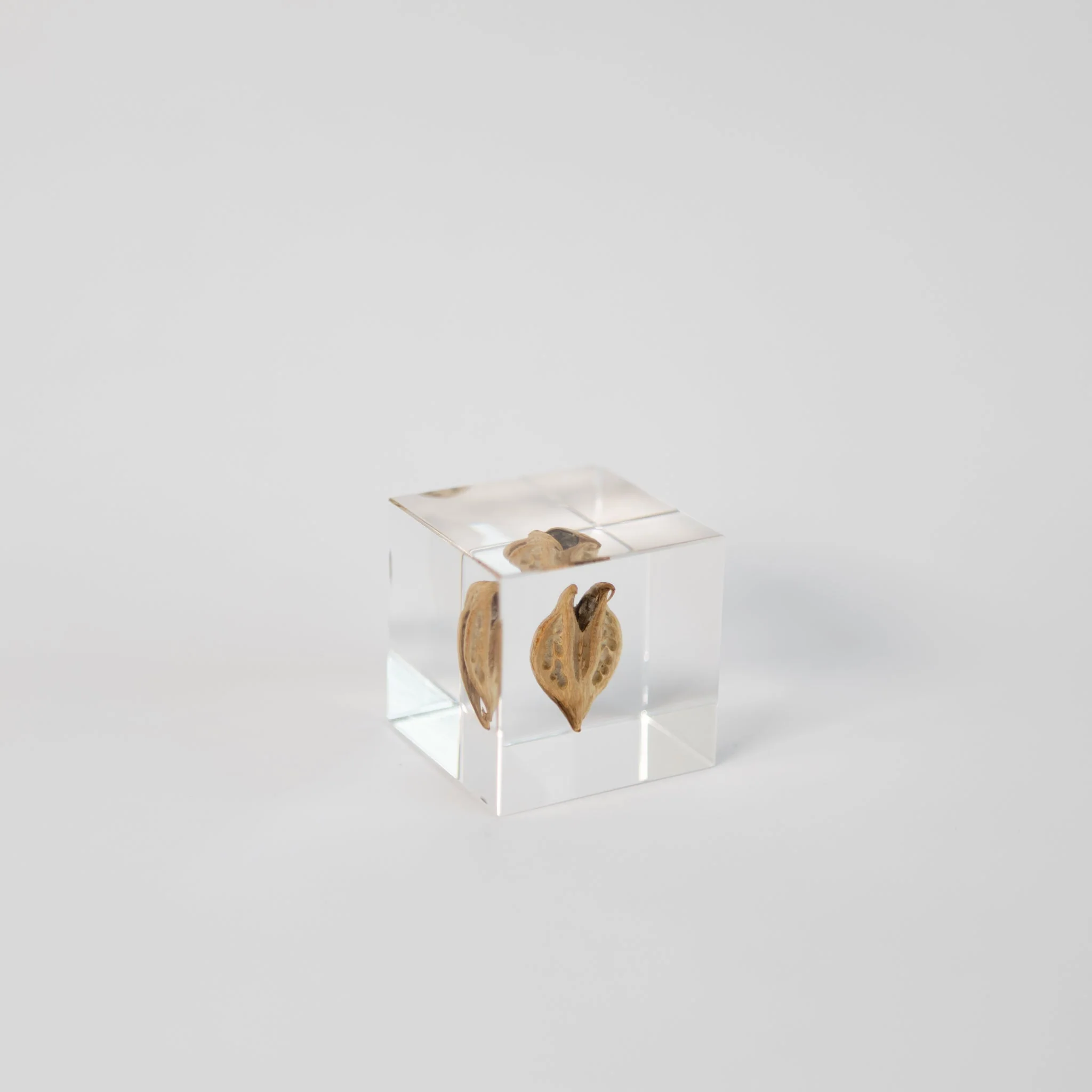 Sola Cubes - Seeds & Plants - Image 12