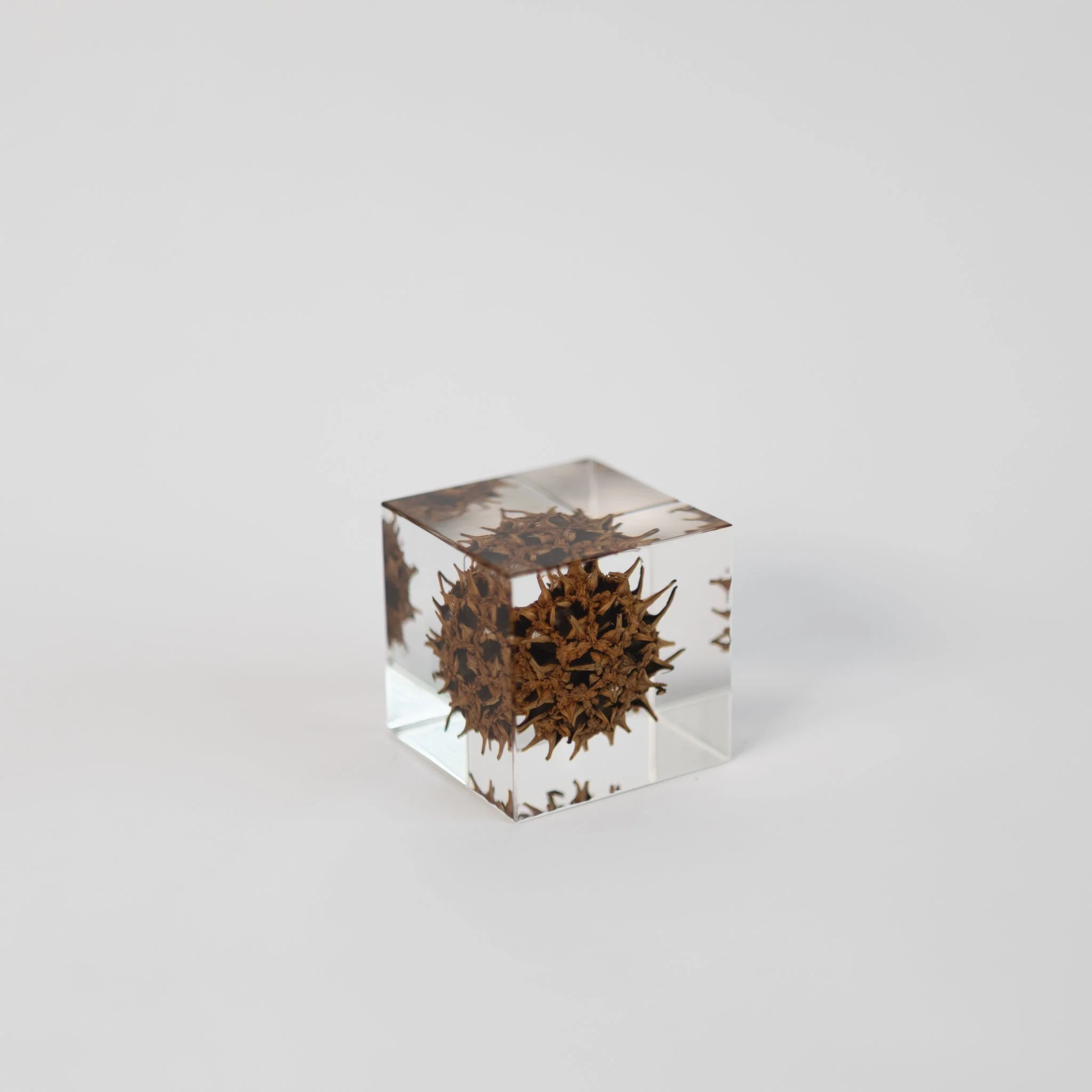 Sola Cubes - Seeds & Plants - Image 13