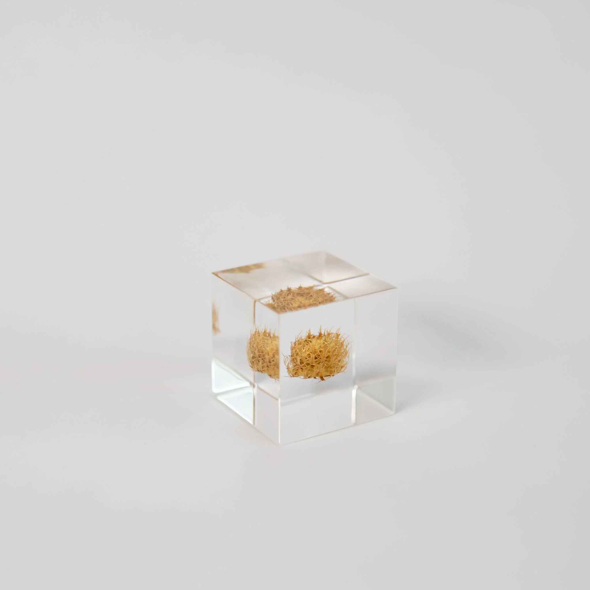 Sola Cubes - Seeds & Plants - Image 14