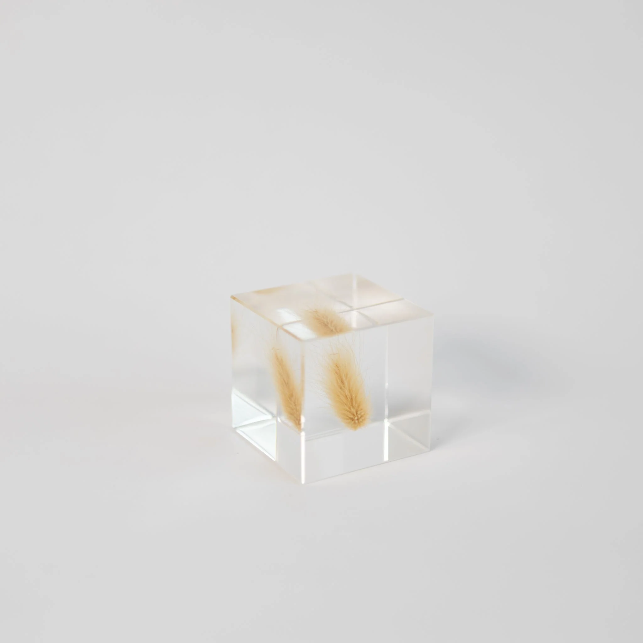 Sola Cubes - Seeds & Plants - Image 15