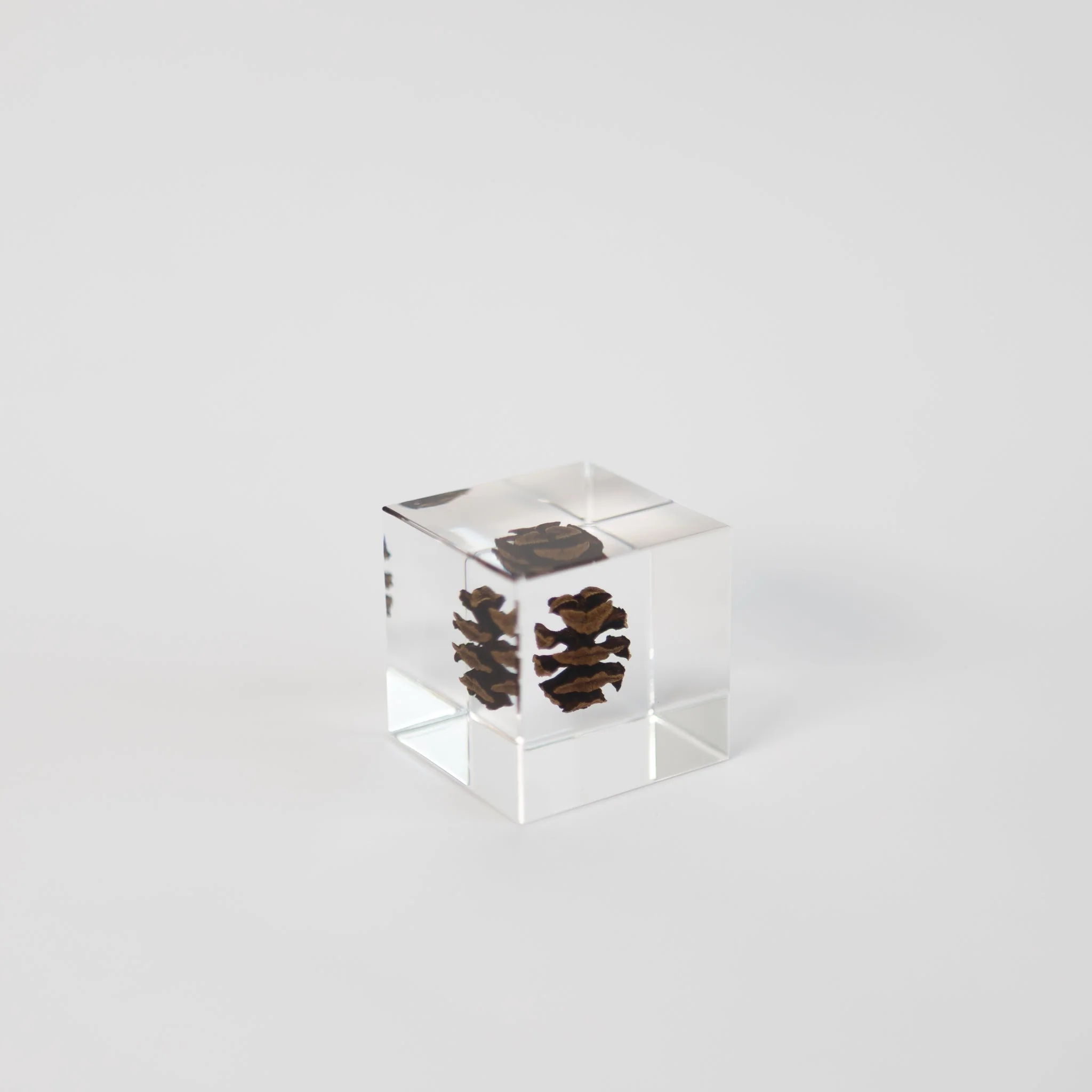 Sola Cubes - Seeds & Plants - Image 16