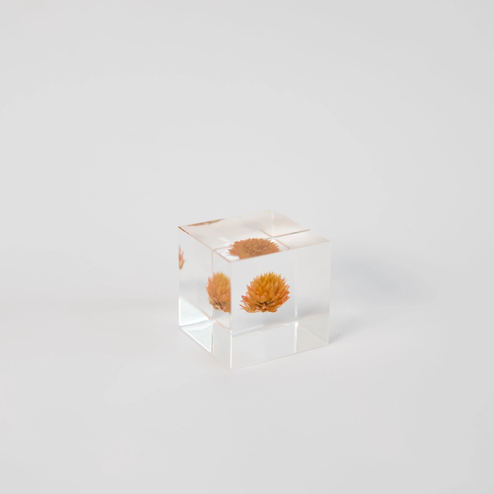 Sola Cubes - Seeds & Plants - Image 17