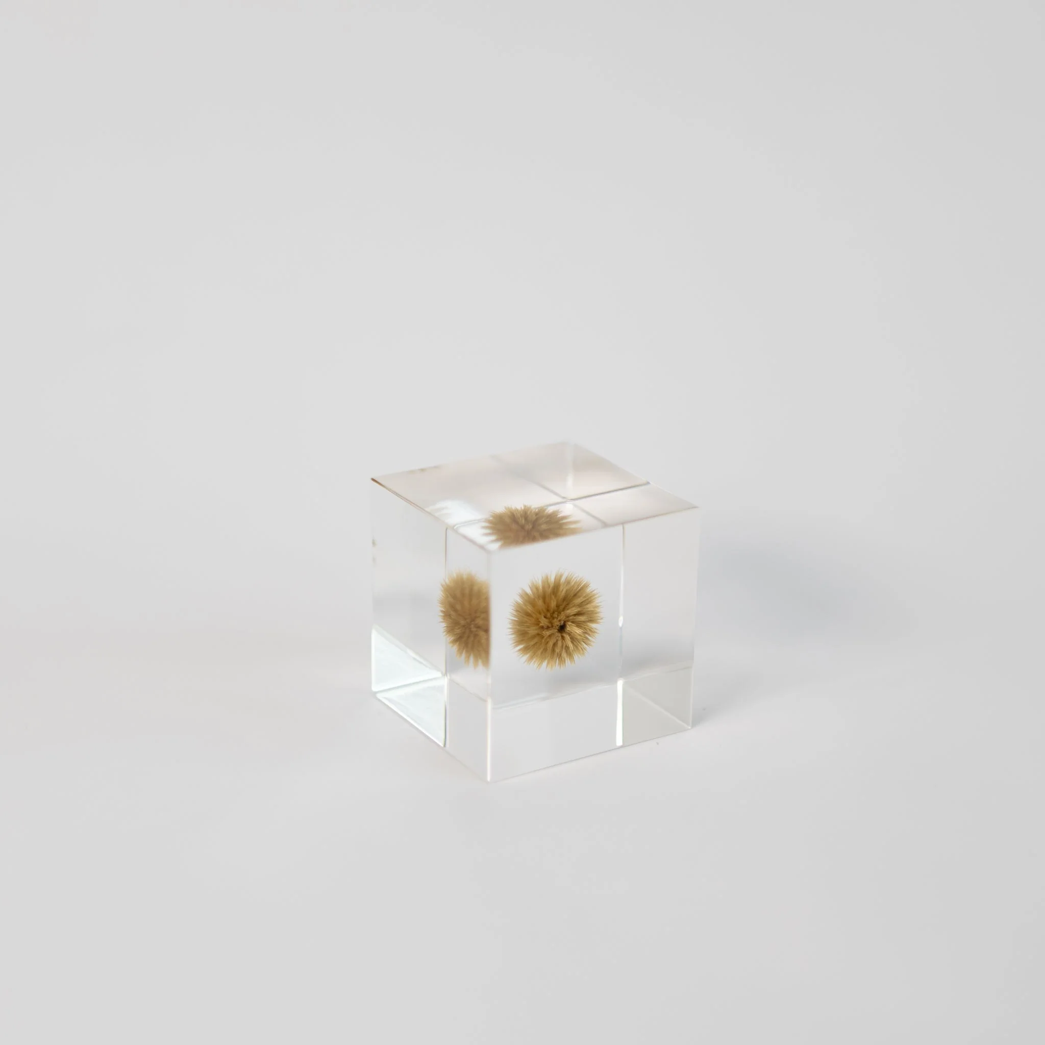 Sola Cubes - Seeds & Plants - Image 18