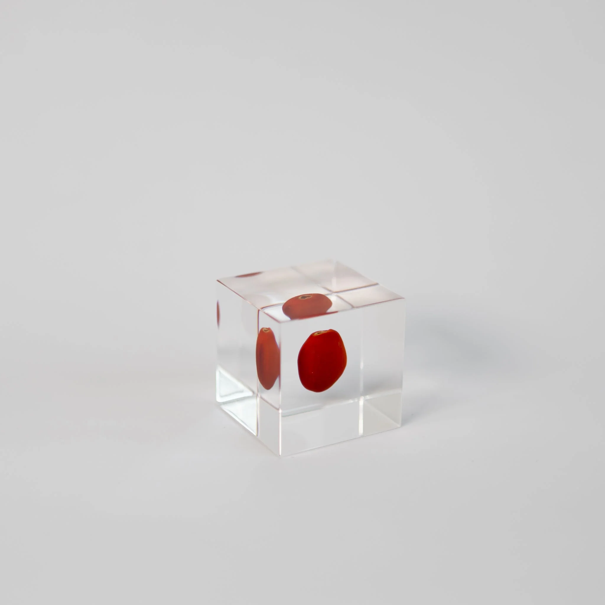 Sola Cubes - Seeds & Plants - Image 19