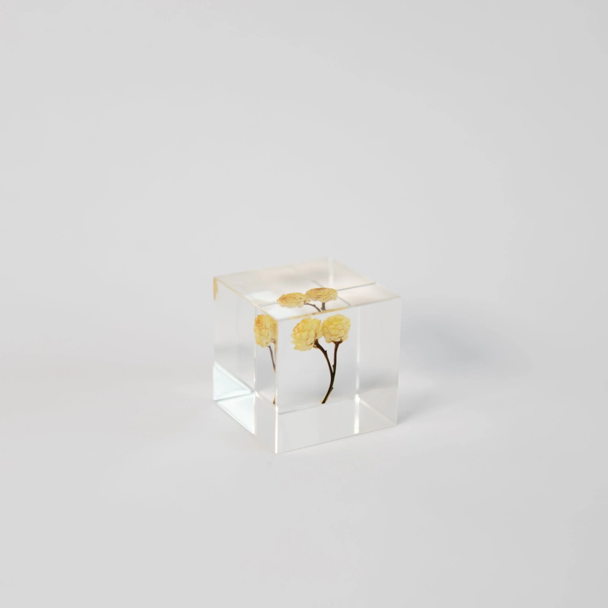 Sola Cubes - Seeds & Plants - Image 20