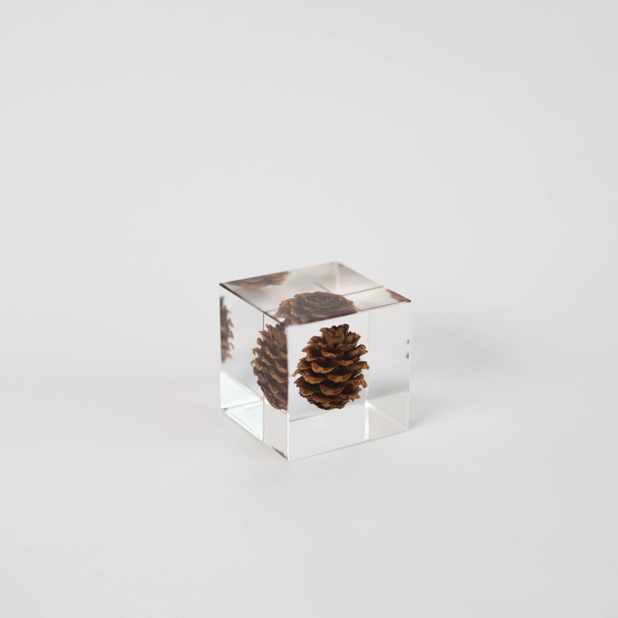 Sola Cubes - Seeds & Plants - Image 21