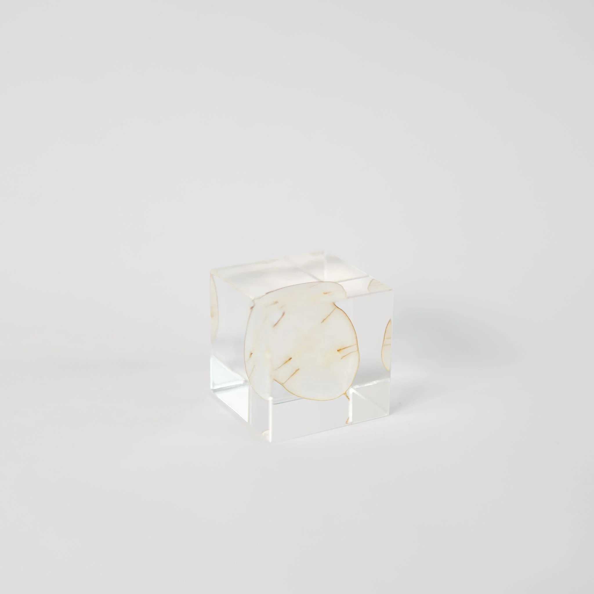 Sola Cubes - Seeds & Plants - Image 22