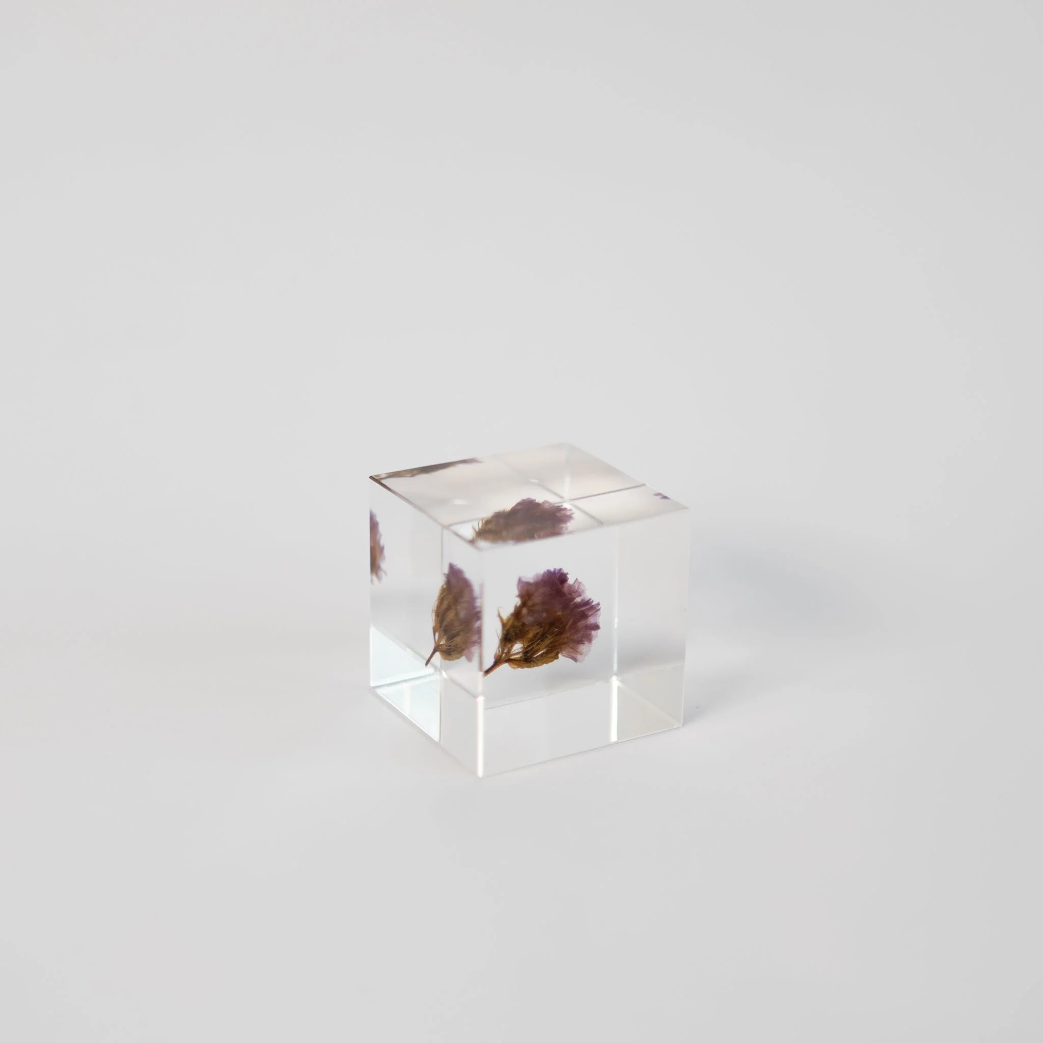 Sola Cubes - Seeds & Plants - Image 23