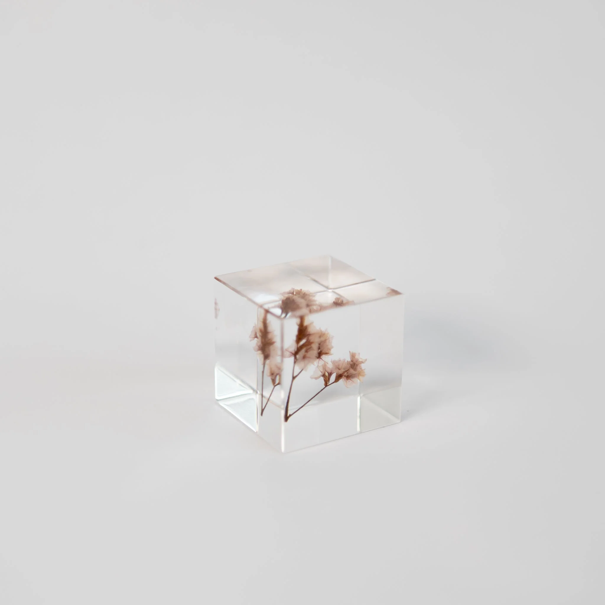 Sola Cubes - Seeds & Plants - Image 24