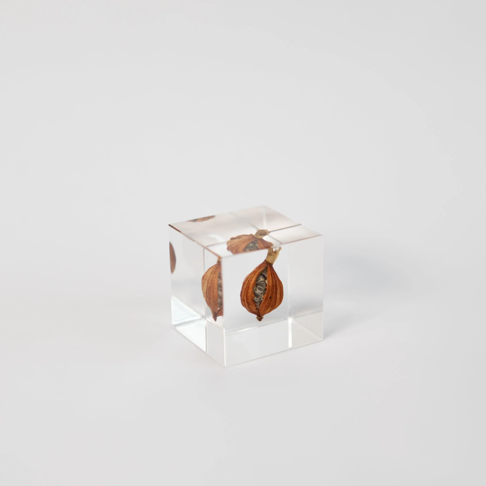 Sola Cubes - Seeds & Plants - Image 25