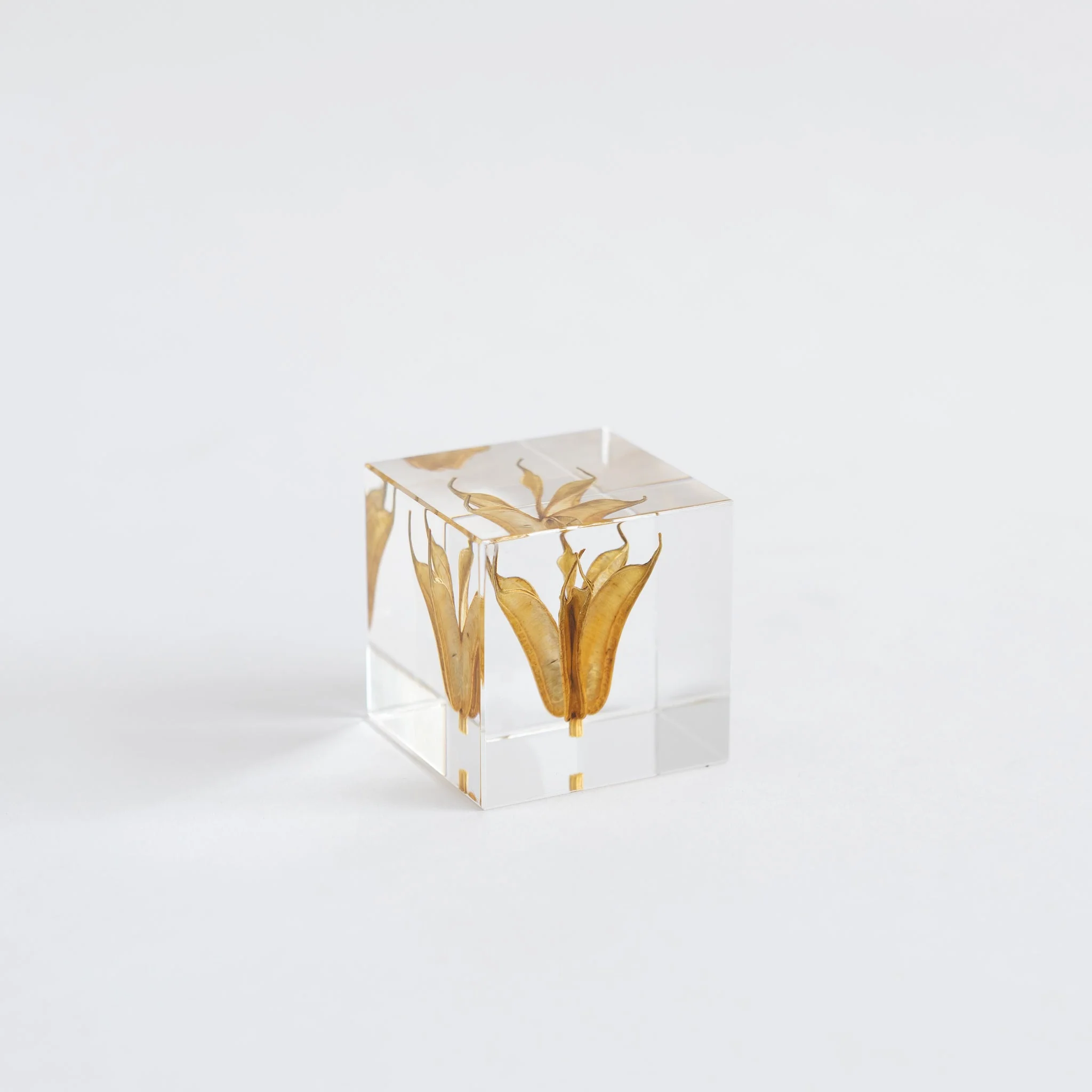 Sola Cubes - Seeds & Plants - Image 26