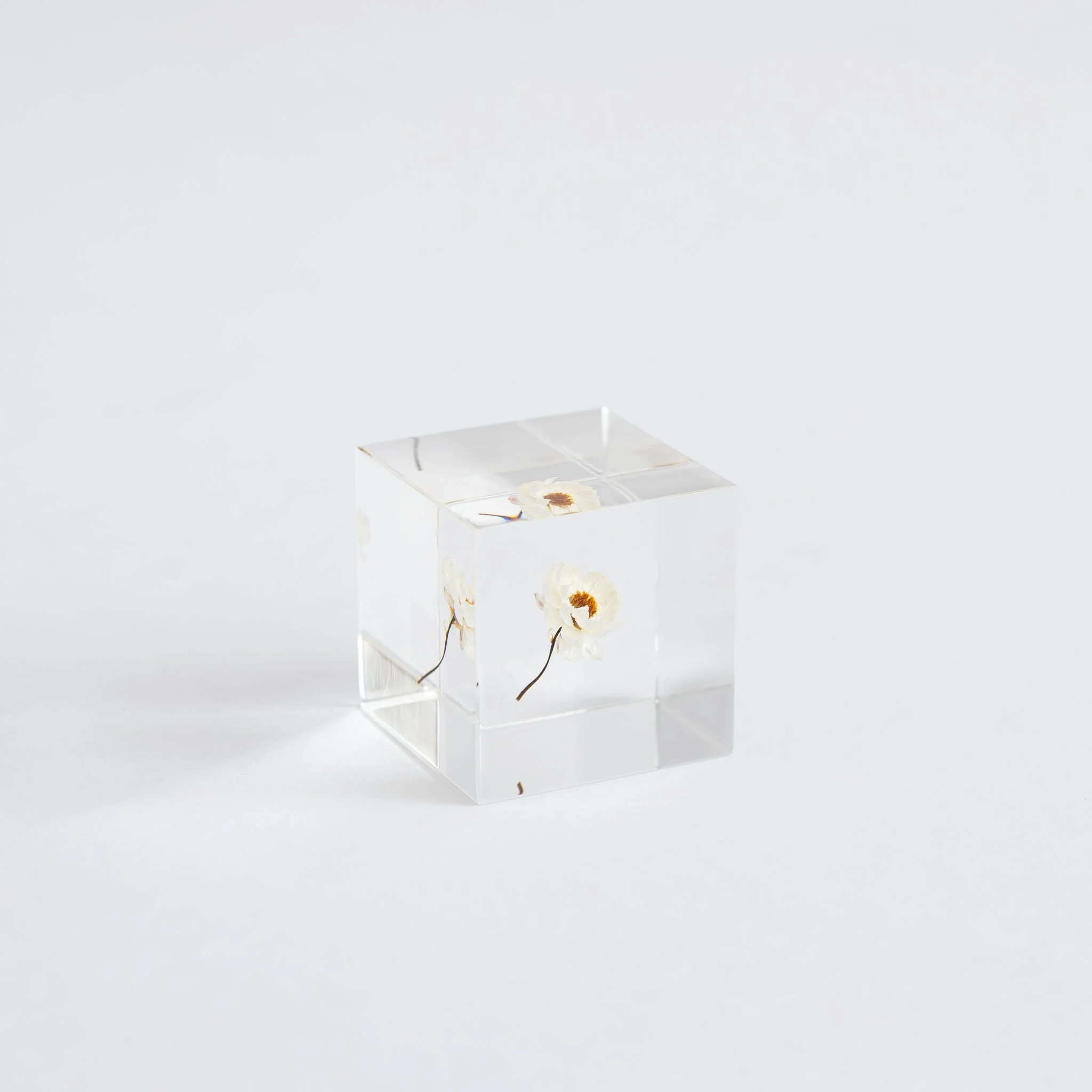 Sola Cubes - Seeds & Plants - Image 27