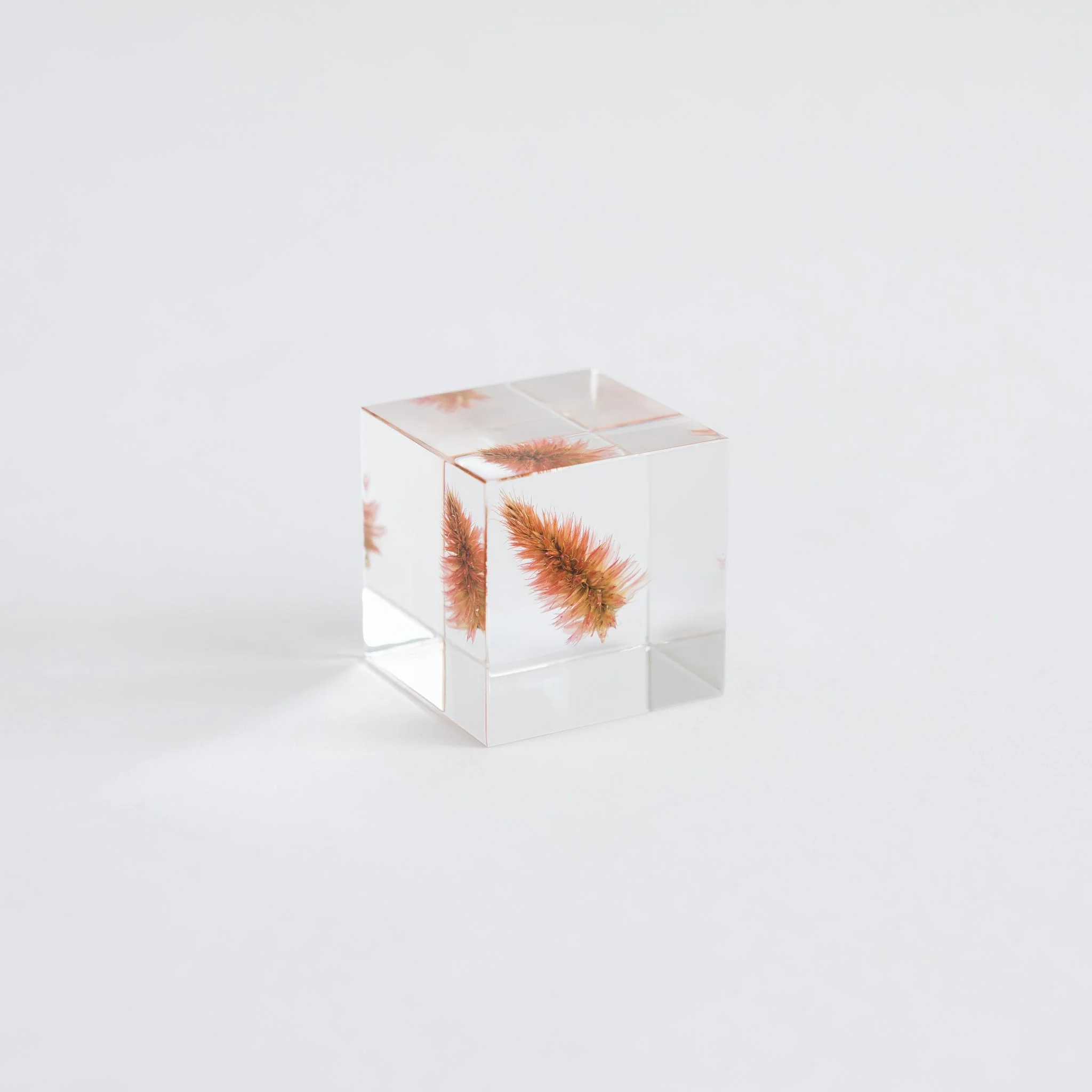 Sola Cubes - Seeds & Plants - Image 28