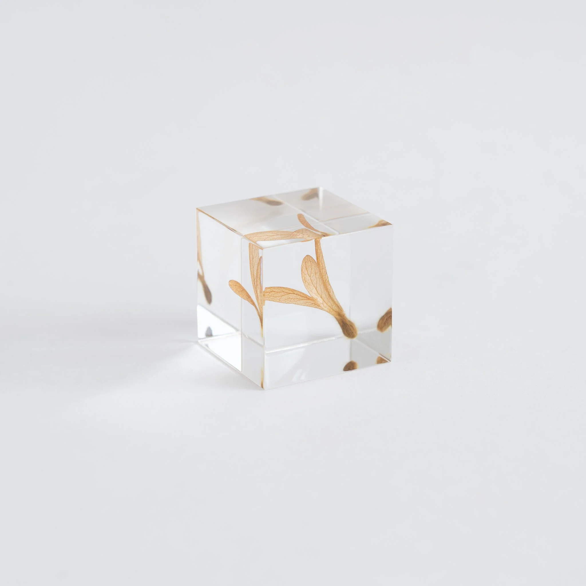 Sola Cubes - Seeds & Plants - Image 29