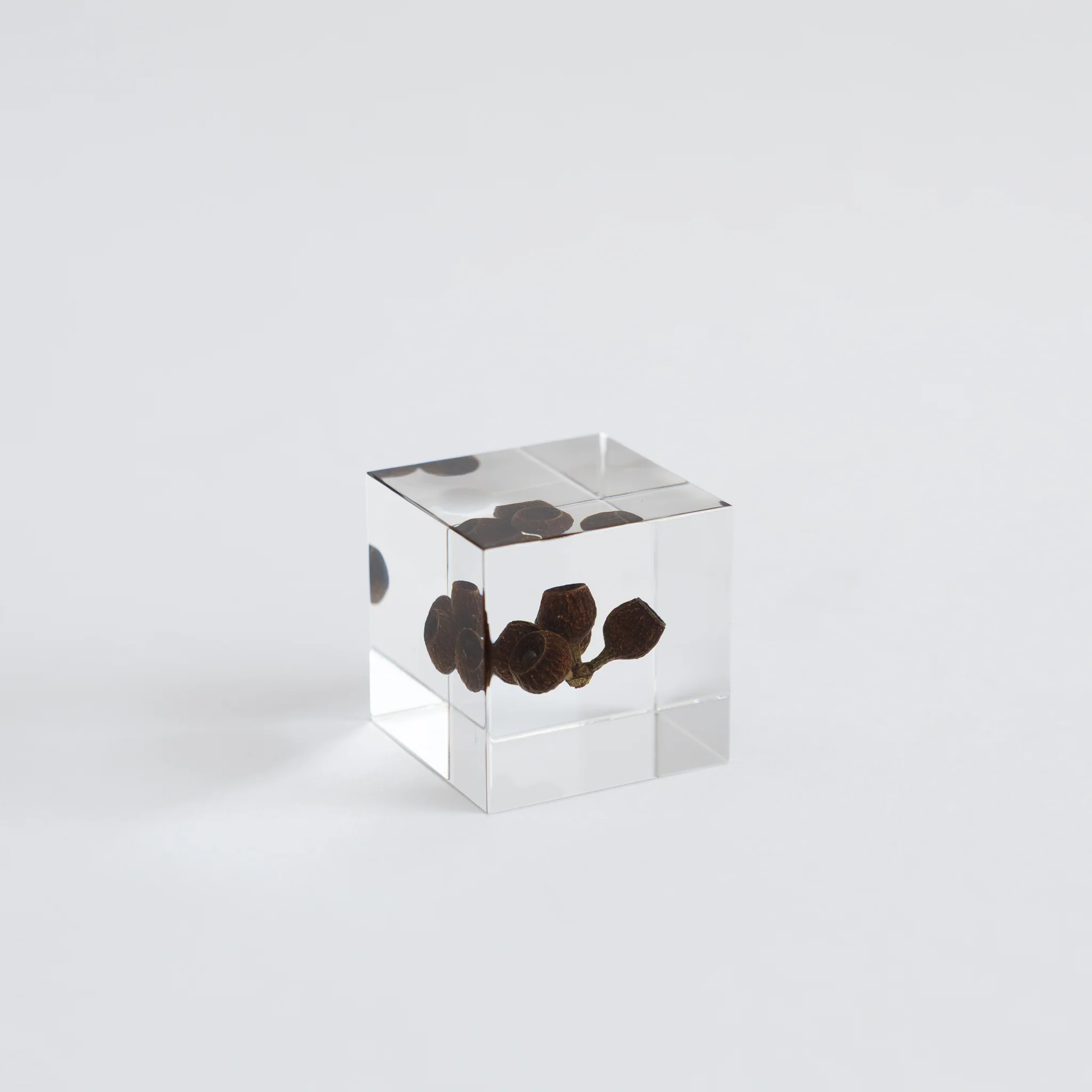 Sola Cubes - Seeds & Plants - Image 30