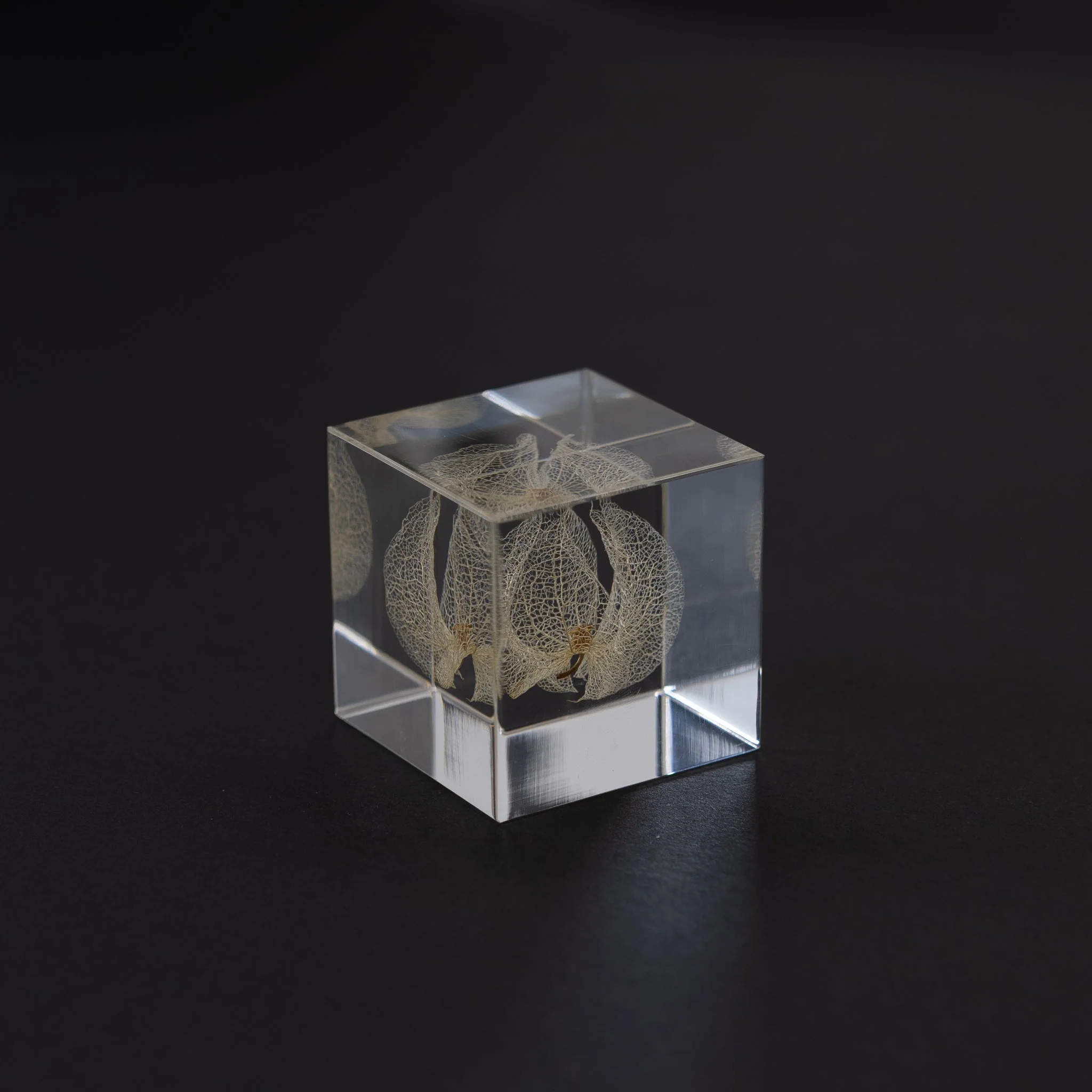 Sola Cubes - Seeds & Plants - Image 31