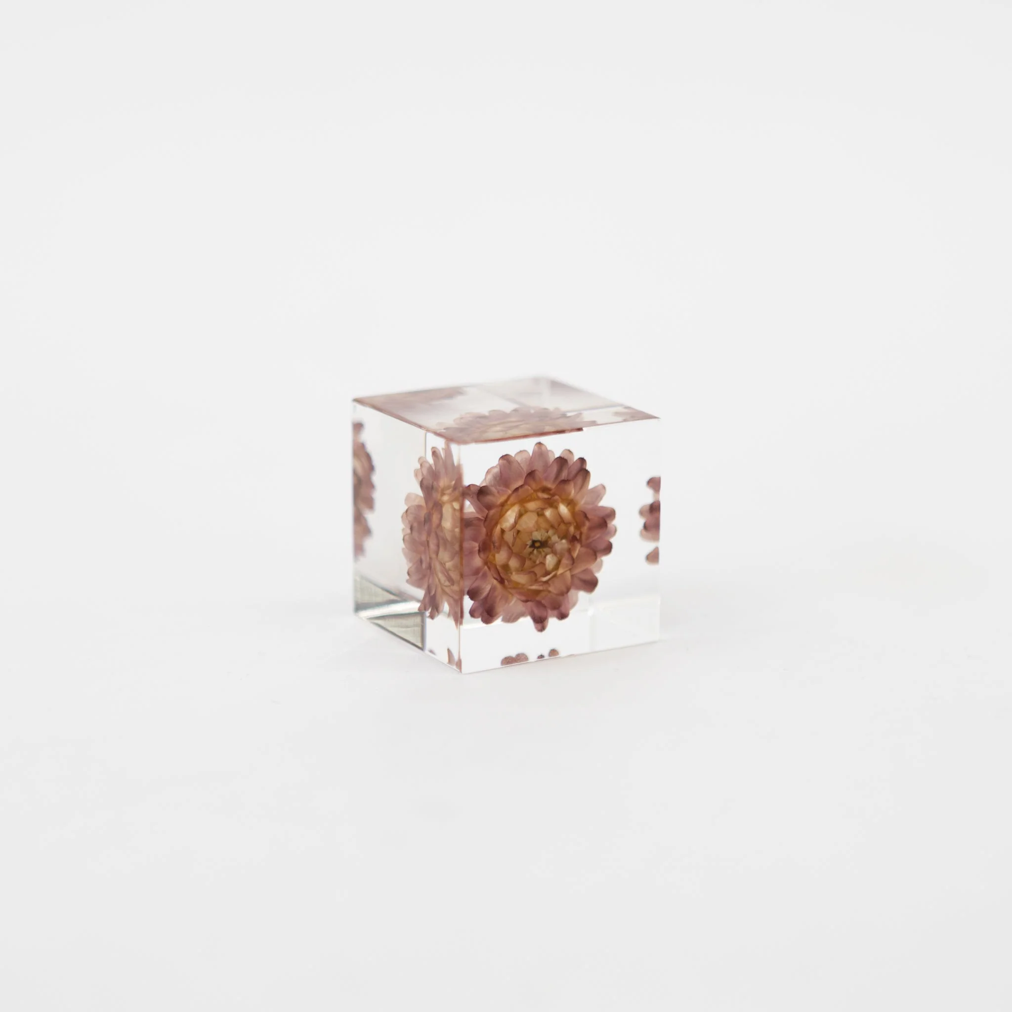 Sola Cubes - Seeds & Plants - Image 32