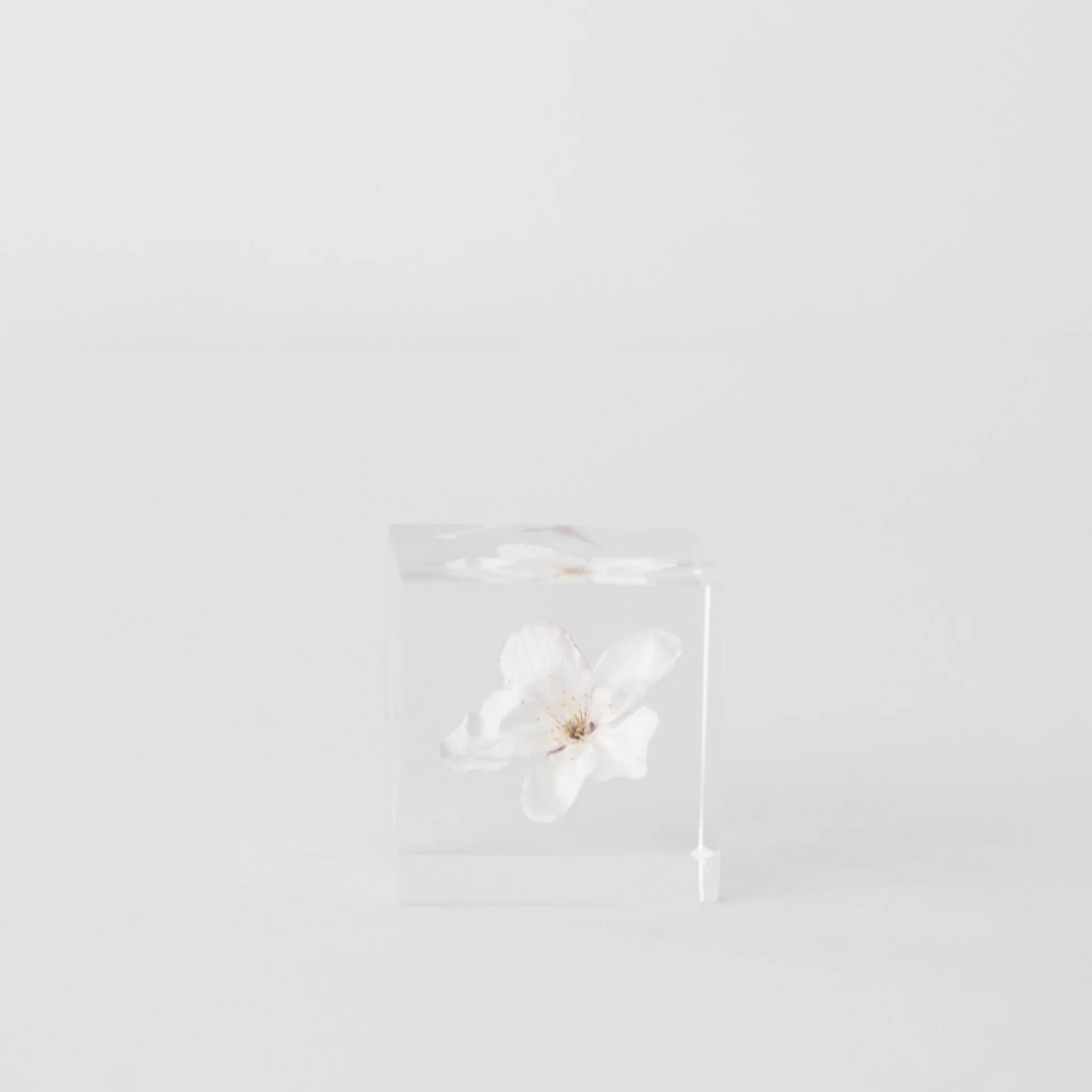 Sola Cubes - Seeds & Plants - Image 5