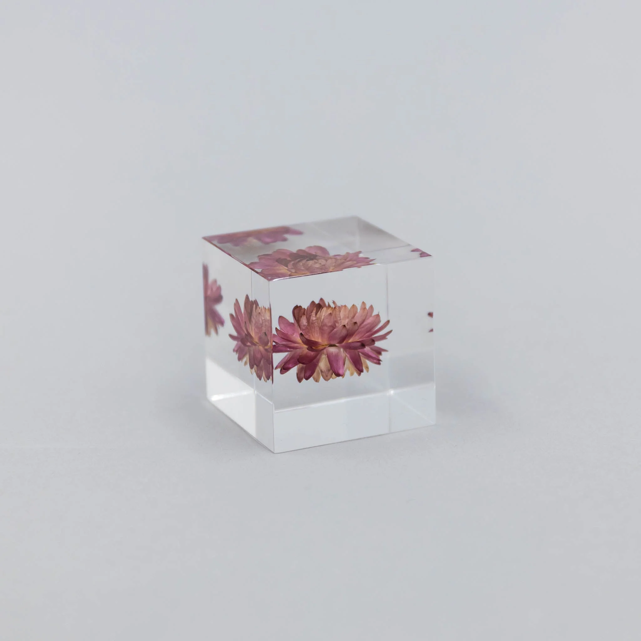 Sola Cubes - Seeds & Plants - Image 6