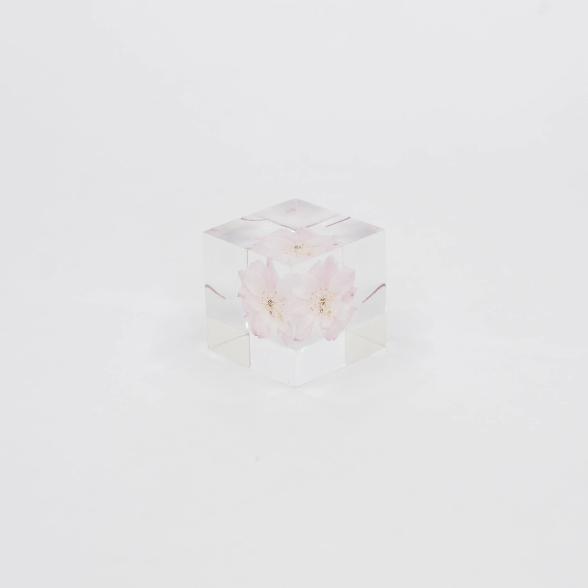 Sola Cubes - Seeds & Plants - Image 7