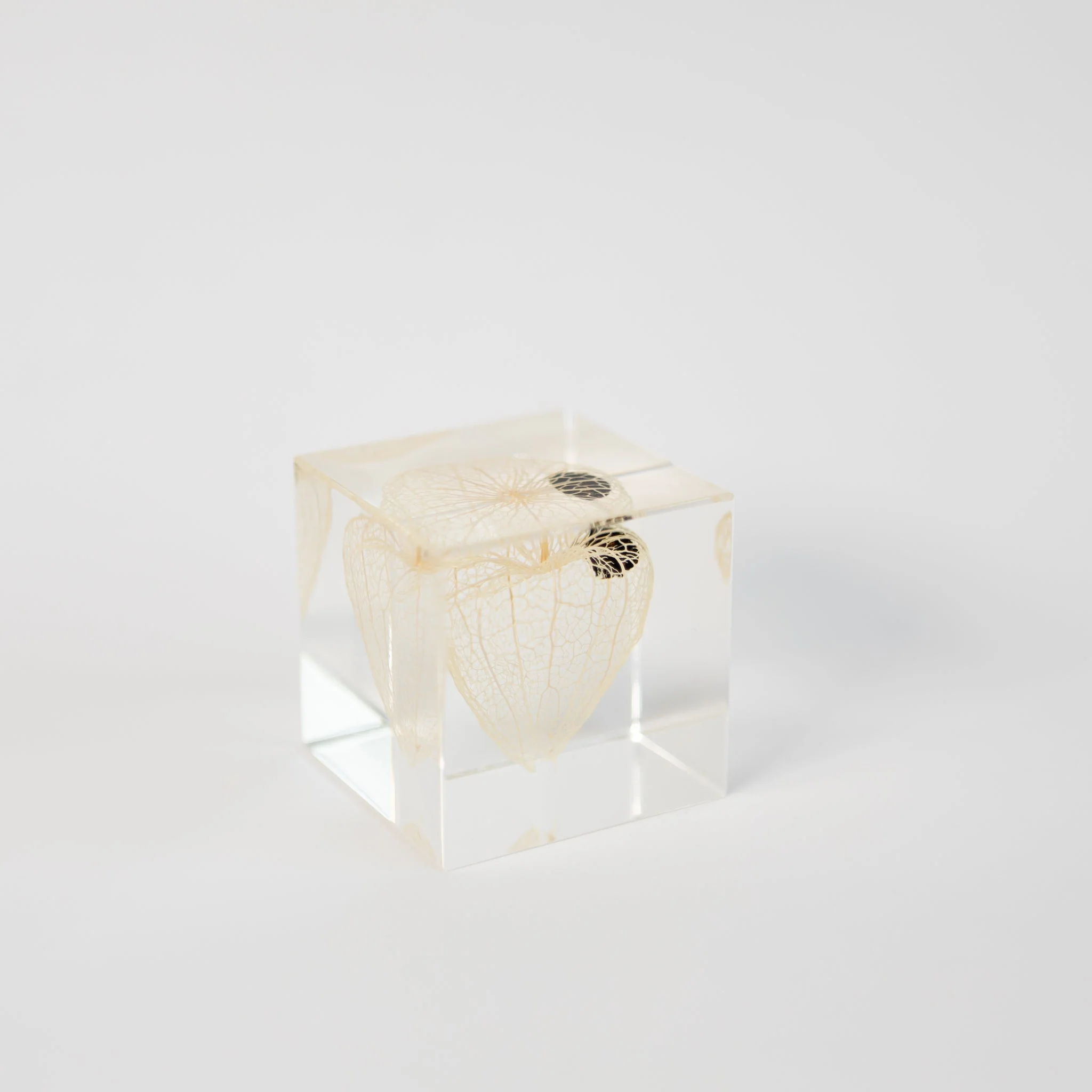 Sola Cubes - Seeds & Plants - Image 8