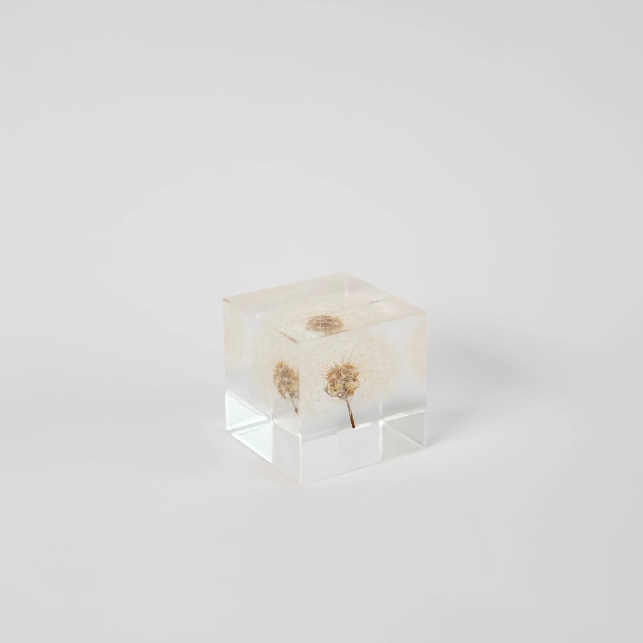 Sola Cubes - Seeds & Plants - Image 9