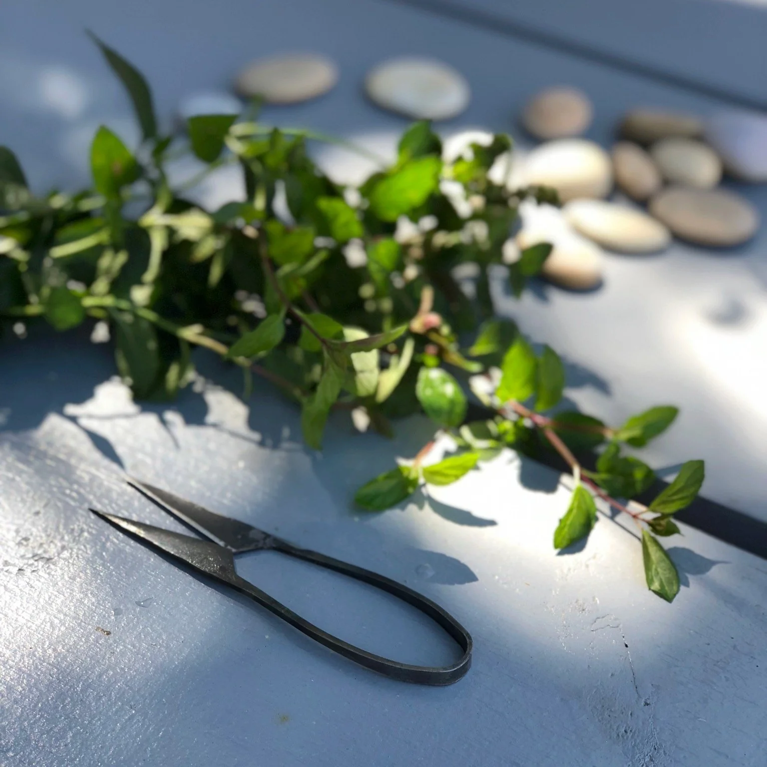 Tajika Herb Scissors - Image 4